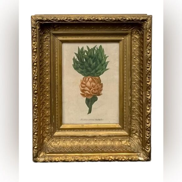 Johann Wilhelm Weinmann Ananas Corona Multiplici 1735-1747 Picture w Gold Frame - Picture 1 of 1
